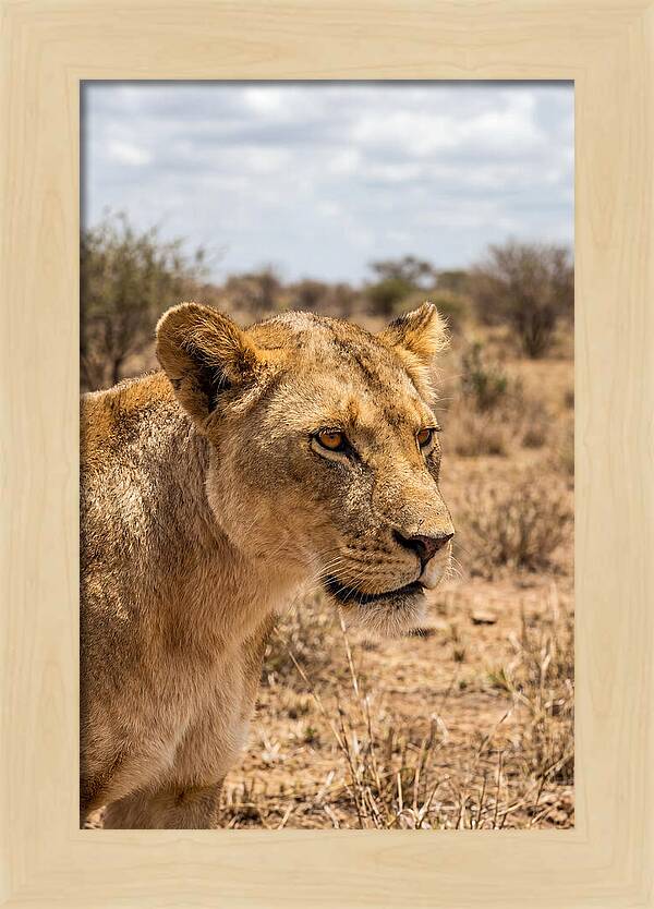 African Lioness In The Wild