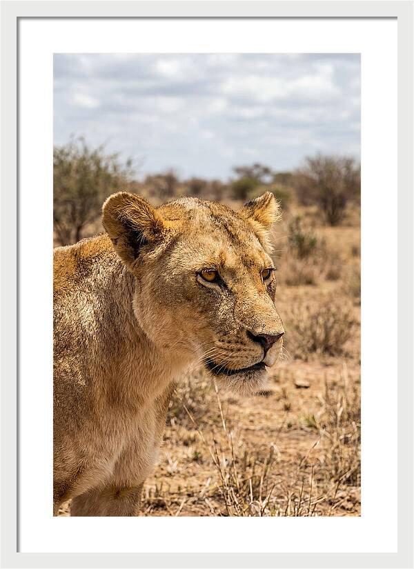 African Lioness In The Wild