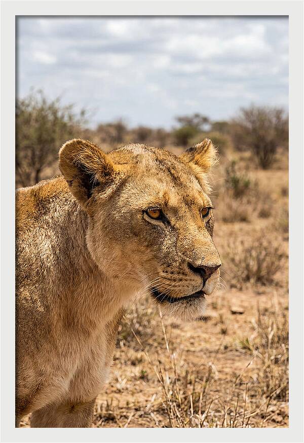 African Lioness In The Wild