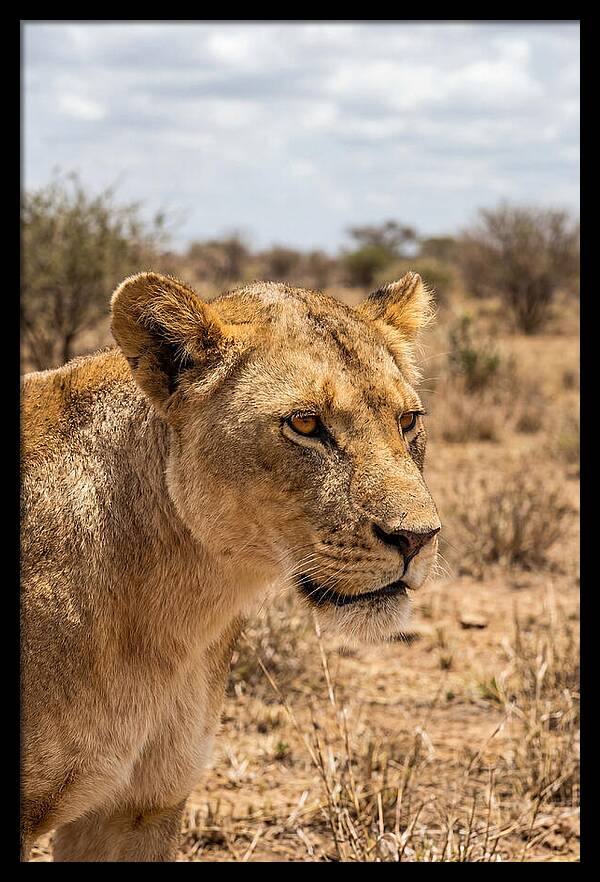 African Lioness In The Wild