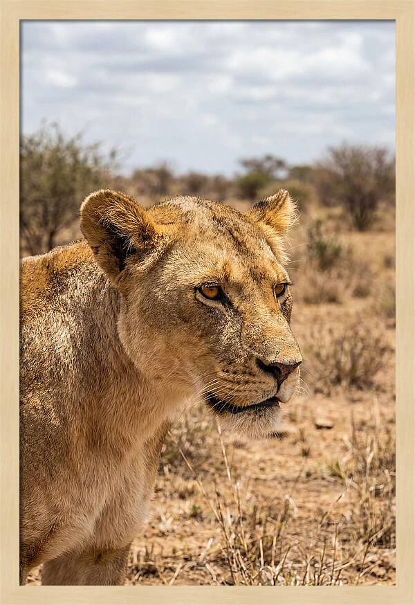 African Lioness In The Wild
