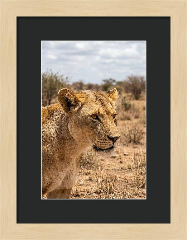 African Lioness In The Wild