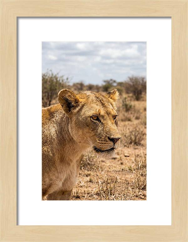 African Lioness In The Wild