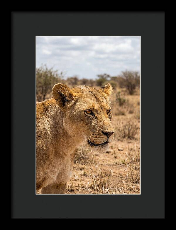 African Lioness In The Wild