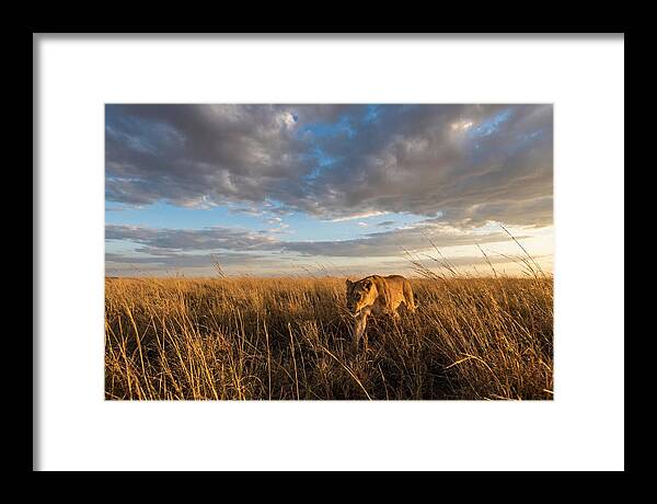 African Lioness Stalking Prey