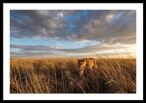African Lioness Stalking Prey