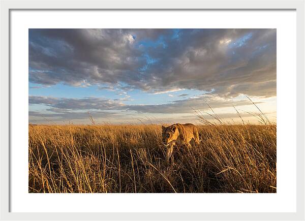 African Lioness Stalking Prey
