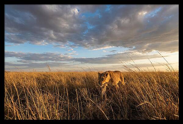 African Lioness Stalking Prey