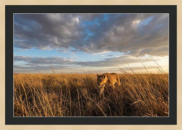 African Lioness Stalking Prey
