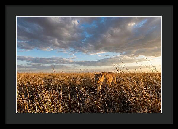 African Lioness Stalking Prey