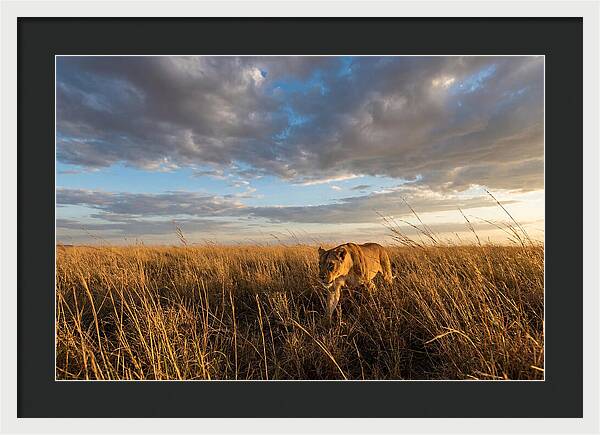 African Lioness Stalking Prey