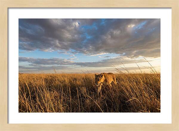 African Lioness Stalking Prey