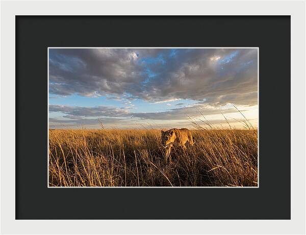 African Lioness Stalking Prey