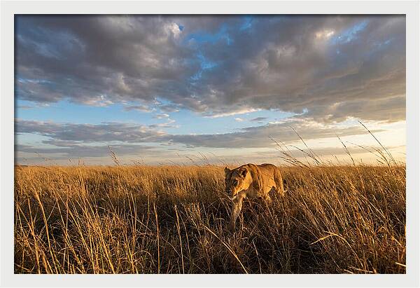 African Lioness Stalking Prey