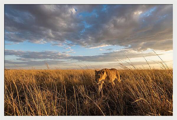 African Lioness Stalking Prey