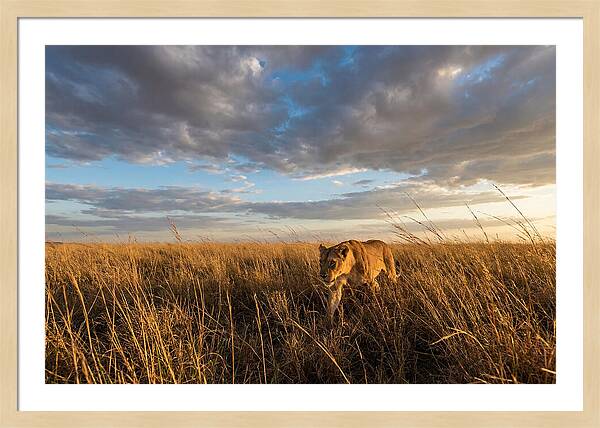 African Lioness Stalking Prey