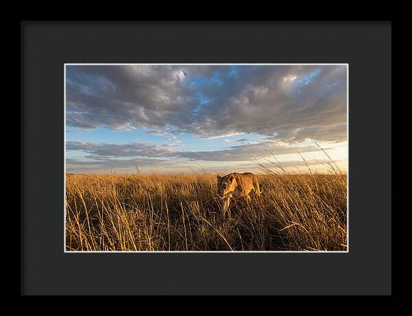 African Lioness Stalking Prey