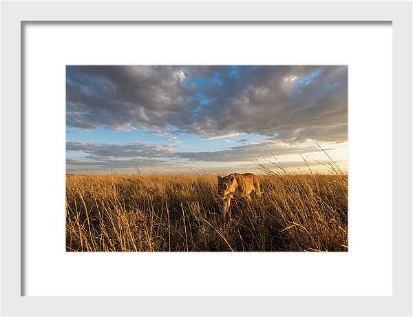 African Lioness Stalking Prey