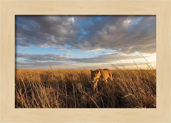 African Lioness Stalking Prey
