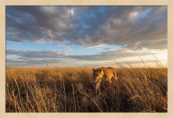 African Lioness Stalking Prey