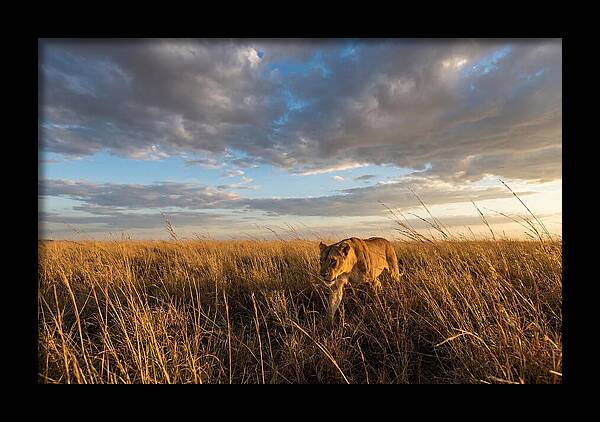 African Lioness Stalking Prey