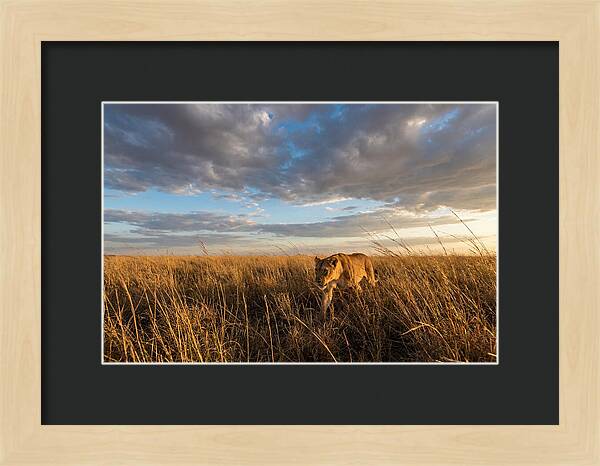African Lioness Stalking Prey