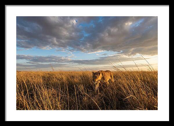 African Lioness Stalking Prey