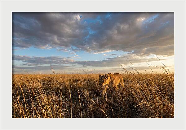 African Lioness Stalking Prey