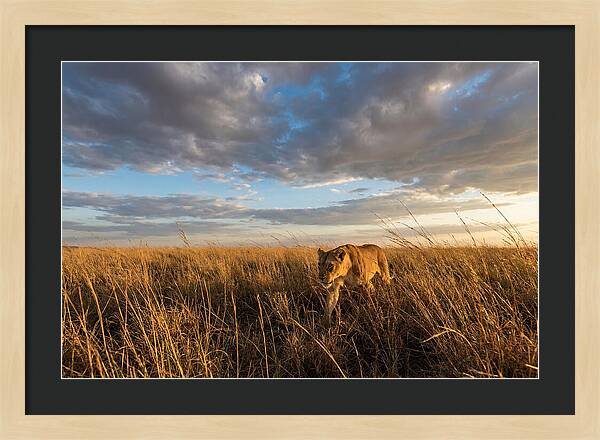 African Lioness Stalking Prey