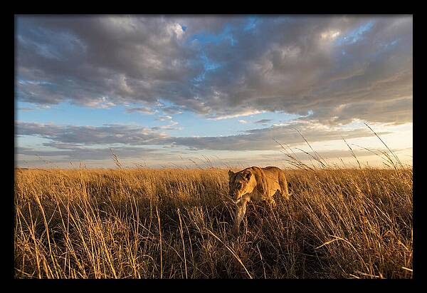 African Lioness Stalking Prey