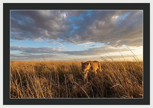 African Lioness Stalking Prey