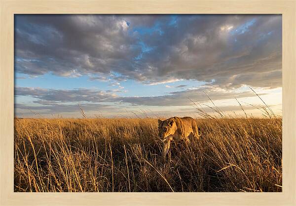 African Lioness Stalking Prey