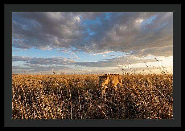 African Lioness Stalking Prey