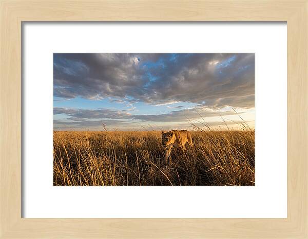 African Lioness Stalking Prey