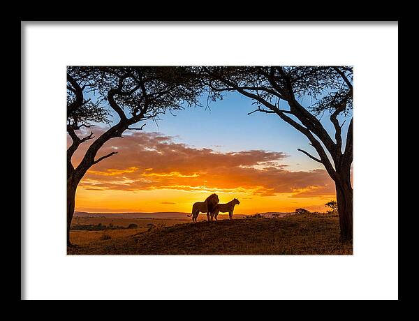 African Lions Embracing Sunset