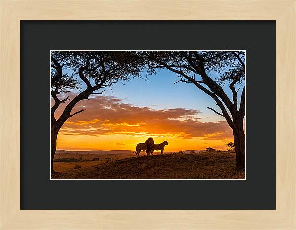 African Lions Embracing Sunset