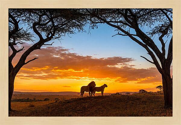 African Lions Embracing Sunset