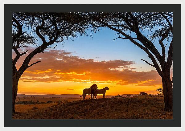 African Lions Embracing Sunset