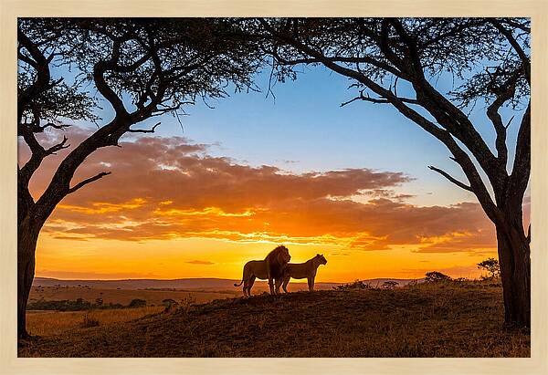 African Lions Embracing Sunset