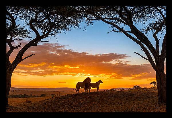 African Lions Embracing Sunset