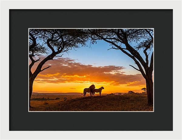 African Lions Embracing Sunset