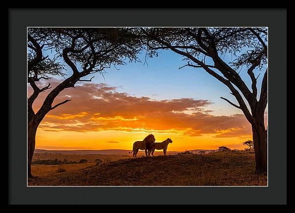 African Lions Embracing Sunset