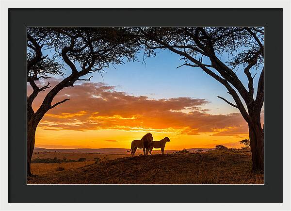 African Lions Embracing Sunset