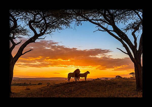 African Lions Embracing Sunset