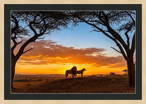 African Lions Embracing Sunset