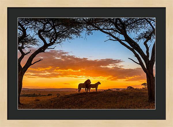 African Lions Embracing Sunset