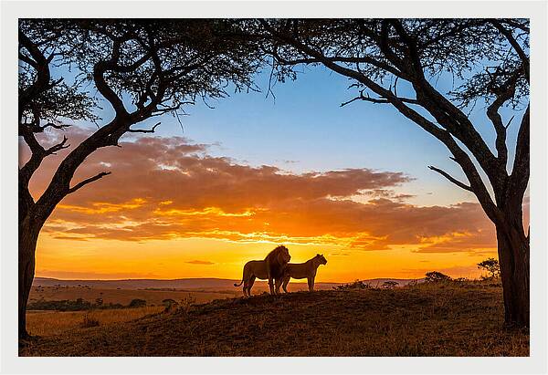 African Lions Embracing Sunset