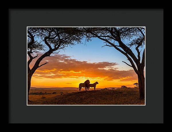 African Lions Embracing Sunset