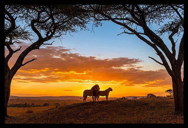 African Lions Embracing Sunset
