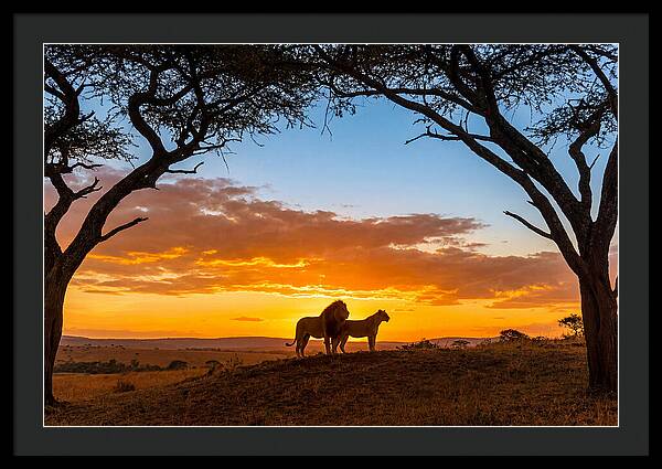 African Lions Embracing Sunset
